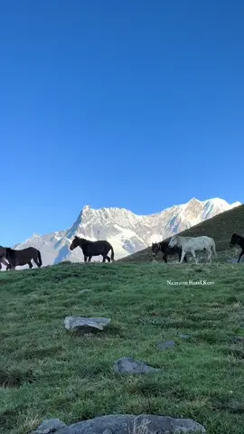 हिमाल सङै मेरो घोडाहरु बिहानिको घाममा कुदै कोरि डाडामा #koridada3800 #mountains #myhorses#namasteguesthousesikles🛖 #namasteguesthousekori 
