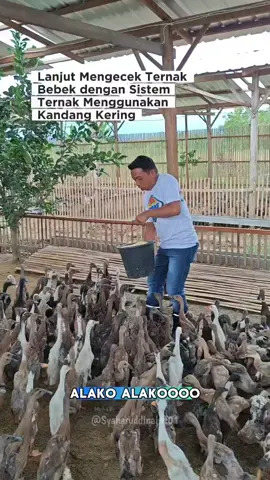 Mengecek ternak Bebek dengan sistem ternak Menggunakan metode Kandang Kering 😁 @PRABOWO SUBIANTO @KemendesPDT @kementanri @kemendagri_ri @Jalan Amran  #ternakbebek #kandangkering #bupatisidrap #darisidrapuntukindonesia #syaharuddinalrif 