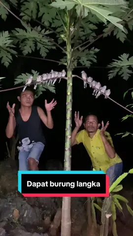 Nangkap burung tidur #amazing #animals #viralvideo #mamandgt #birds #birds 