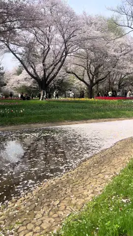 #sakura 