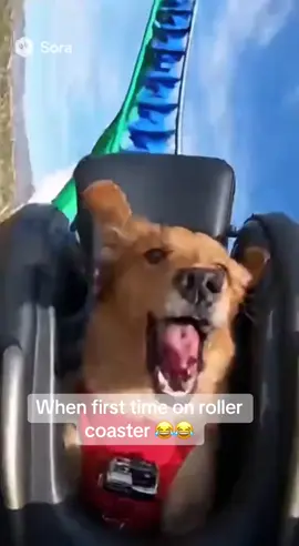 pertama kali kena siksa majikan 😂😂😆 #funny  #dog #fyppppppppppppppppppppppp 