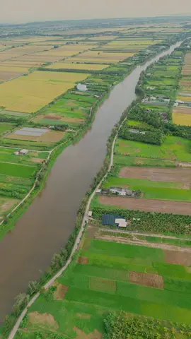 Nhìn tưởng sông nhưng nó là hồ nước ngọt Ba Tri - Bến Tre nha  #bentre71🌴🥥 #71c2batri #honuocngottanxuan #canhqueyenbinh 