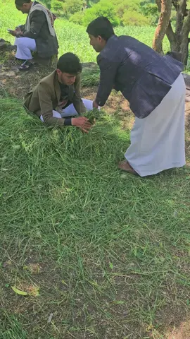 #هكذا_يتم_تجميع_الأعلاف_في_وصاب_العالي_ولفه_لكي_يكون_جاهز_للحمل #موسم_حصاد_الأعلاف #مشاهير_تيك_توك_مشاهير_العرب🌺💜 #ترند_تيك_توك_مشاهير🧿❤️🔥اكسبلور #اليمن🇾🇪المملكة🇸🇦 