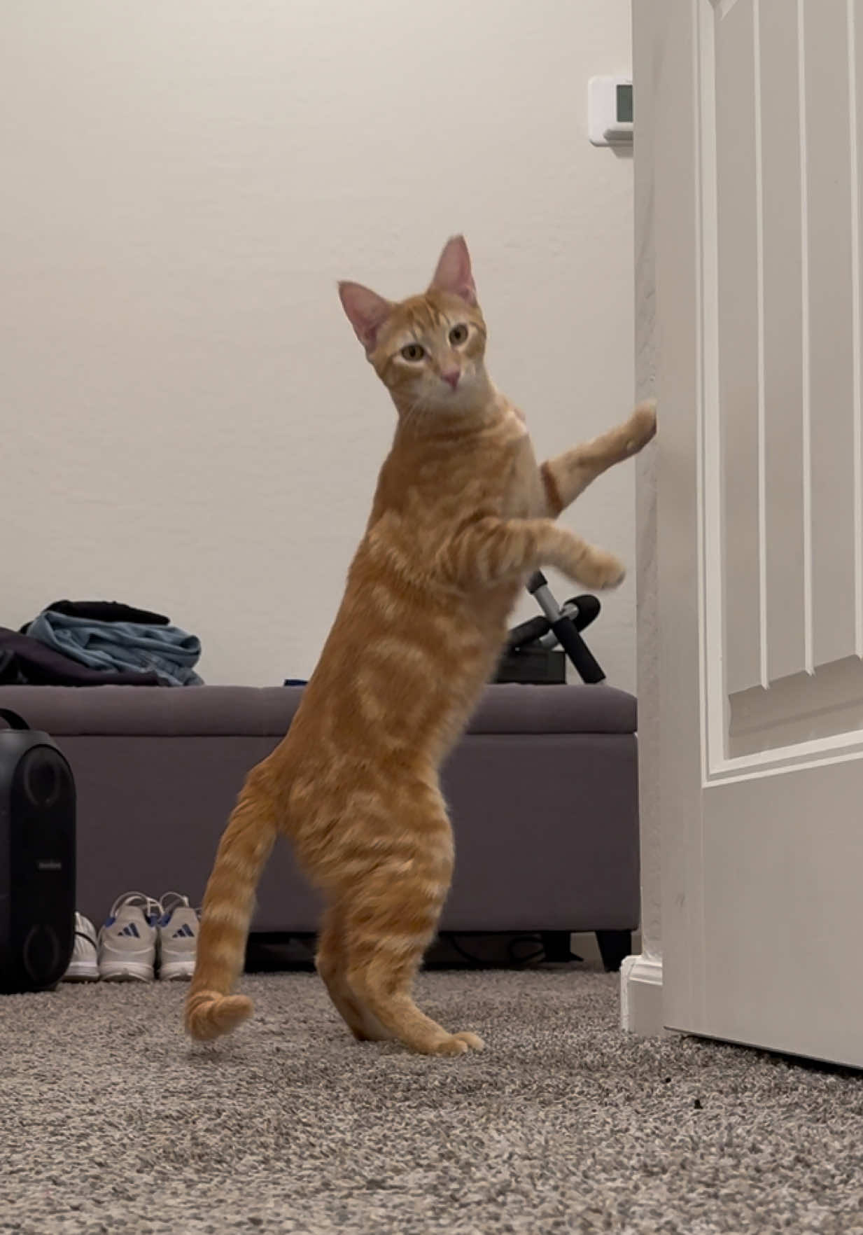 Stunting on em #orangeboycat #cattok #orangecat #fyp #catsoftiktok 