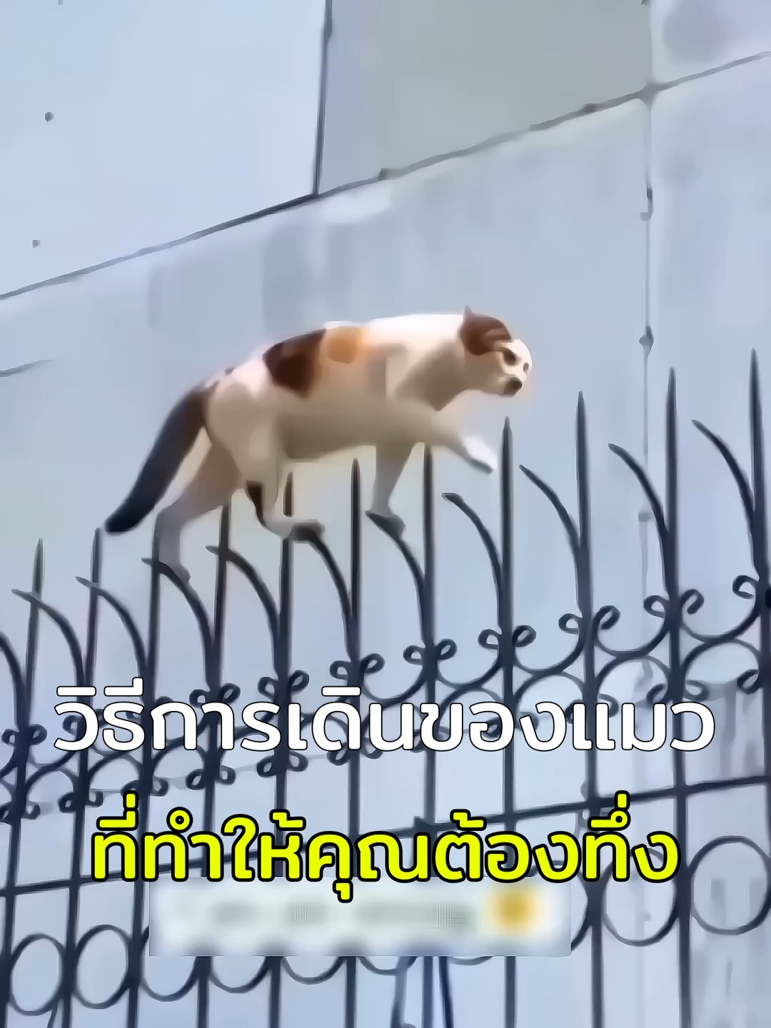 การเดินของแมวที่ทำให้คุณทึ่ง #แมว #แมวน่ารัก #แมวส้ม