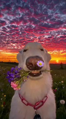 humans, give you flowers. You should be happy every day. #sunset #fyp #flowers #sunsets 