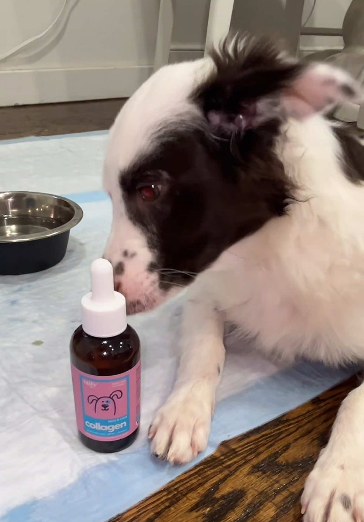 Boost your dog’s health with Taily Dog Collagen Drops! 🐾 Supports joints, skin, and coat. Keep your pup happy and active! 🐶✨ #TailyDogCollagen #DogHealth #HealthyPets #DogSupplements 