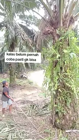 coba pasti bisa #percaya #dakhi #tukangpanensawit #Kampakmatasatu 