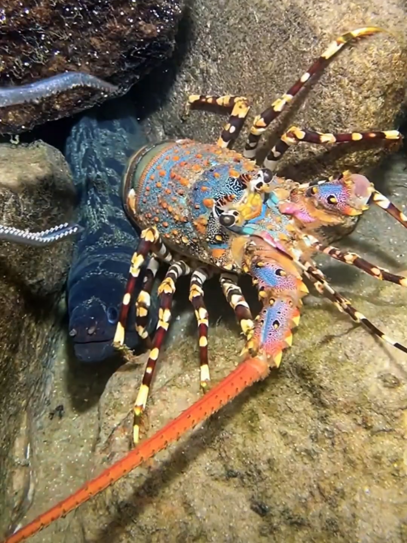 I caught a giant lobster and a giant eel on the seabed. #diving #eel #lobster #fish #seafood 