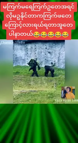 မကြက်မရေကြက်ဥတေအရင်လိုမဥနိုင်တာကကြက်ဖတေကြောင့်လားရယ်ရတာအူတေပါနာတယ်😂😂😂😂😂#charminstudio #cis #မူရင်းvideoပိုင်ရှင်အားcrdပေးပါတယ်🥰 #foryoupage #fyppppppppppppppppppppppp 