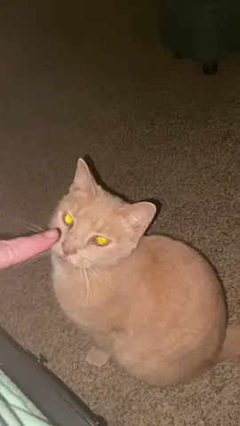 My alarm clock. The orange goblin! #catsoftiktok #orangecatbehavior #orangecatsoftiktok #catsvideo 
