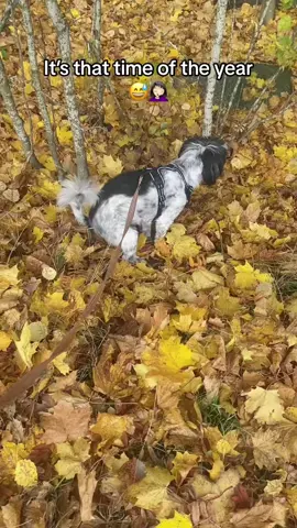 It’s like needle in a haystack 🍂🍁🍂 #dogsoftiktok #autumn #dogowners 