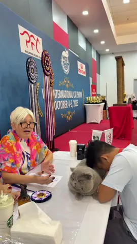 Such a proud and heartwarming moment as AB Judge Natalia Rozkova from Estonia 🇪🇪 admired Tornado’s looks and aura today✨💗 Her priceless reaction made us proud of how Tornado perfomed well today 🐾🫶🏻 #britishshorthair #wcf #catshow #catlovers