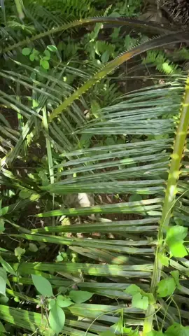 ga minta banyak ya tuhan hanya 10 ha aja yang buahnya seperti ini #petanisawit #sawit #sawitkalimantan 