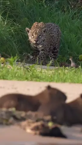 #wildifeanimals #AnimalLife #wildife 