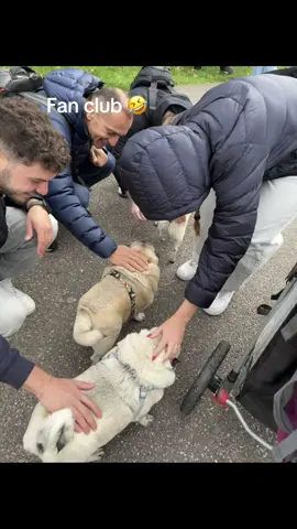 #pugs 