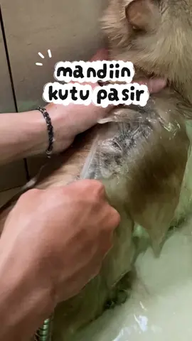 mandiin kucing yang terkena kutu pasir pakai shampoo kut off dari @cleversolutions indonesia #shampookutukucing #shampookutu 