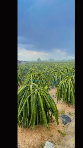 Chuẩn ❤️#tâyninh #xuhuongtiktok #trend #travel 