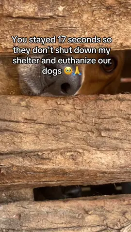You stayed 17 seconds so they don't shut down my shelter and euthanize our dogs 🥹🙏#SaveStrayDogs #DogShelterUganda #FeedTheRescued #AnimalRescue #HelpUsHelpThem #fyppppppppppppppppppppppp #dogrescue #fypppppppppppppppppppppppppppppppppppp #DogsDeserveBetter #animallovers #DonateForDogs 