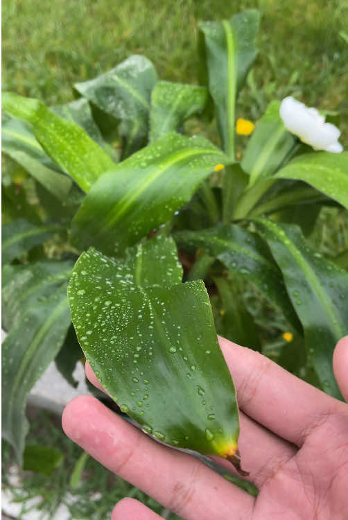 Grow luck with Brazil Wood lowmaintenance, thrives indoors. A littlegreen for big vibes.#BrazilWood #IndoorPlants#PlantParentHacks #LuckyPlants#easycaregreenery 