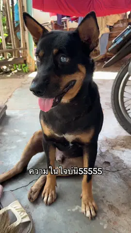 ความในใจ🤣🤣#VoiceEffects #ทาสหมา #หมาพูดได้ #หมาตลก #คนไทยเป็นคนตลก 