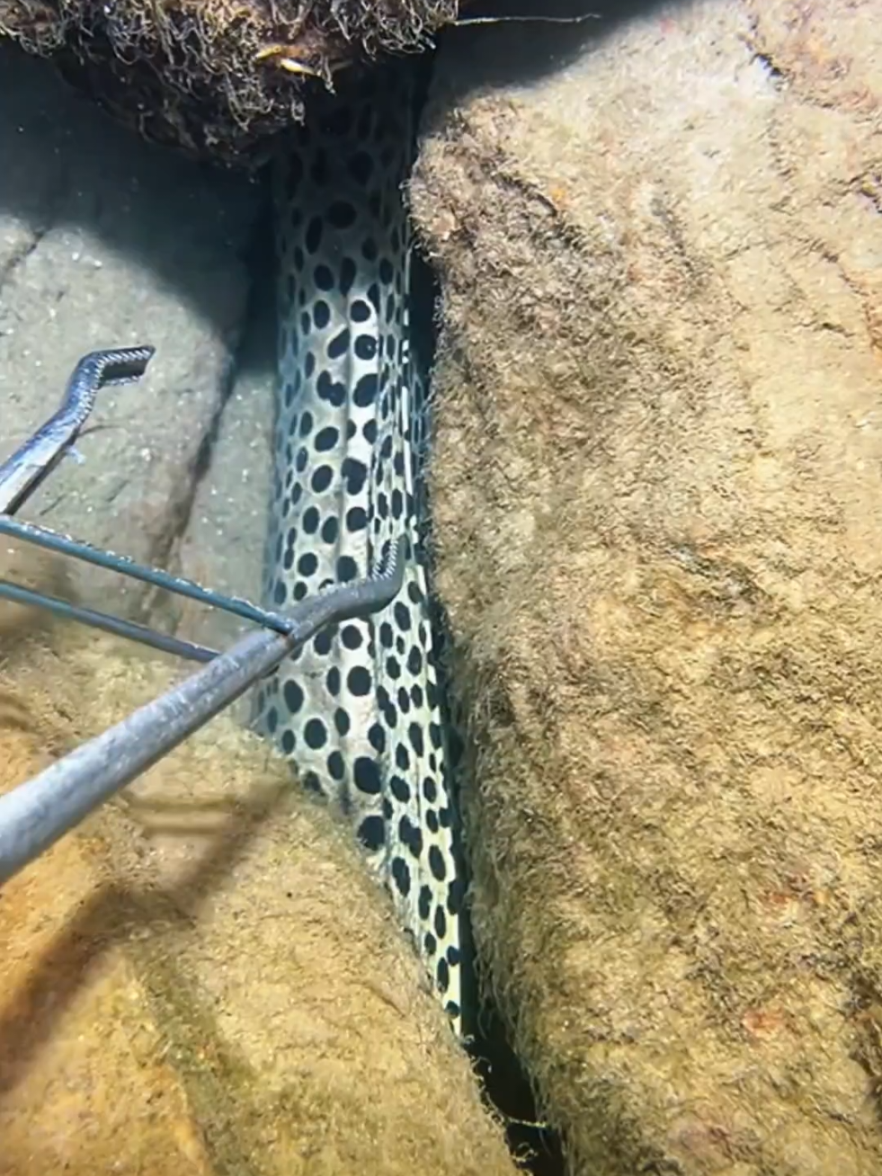 #diving #crab #eel #fish #seafood 