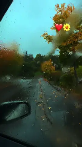 #روج #فولو🙏🏻لايك❤️اكسبلور🙏🏻🌹💫 #لايك__explore___ 