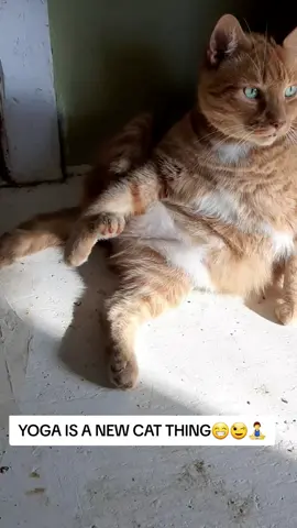 FLEXIBLE DIEGO😁#funnycatsoftiktok #flexiblecat #rescuecat #yogacat #everydaylifewithcat 