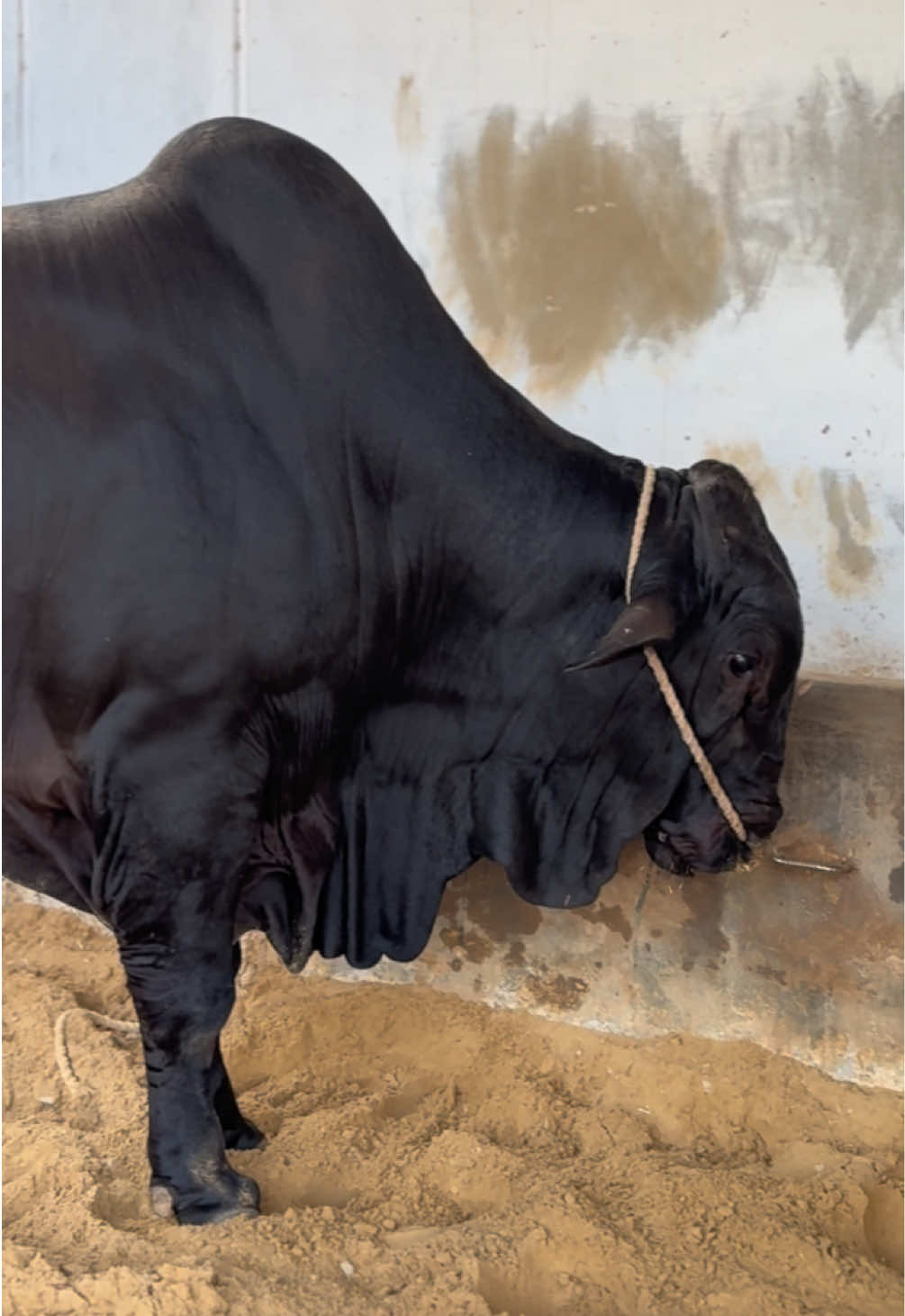 Cow #foryou #fvp #viral #trending #cowlover 