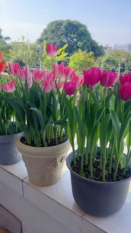 Các banh chuẩn bị chậu trồng tulip chưa ? Nhanh mình tặng củ nào 