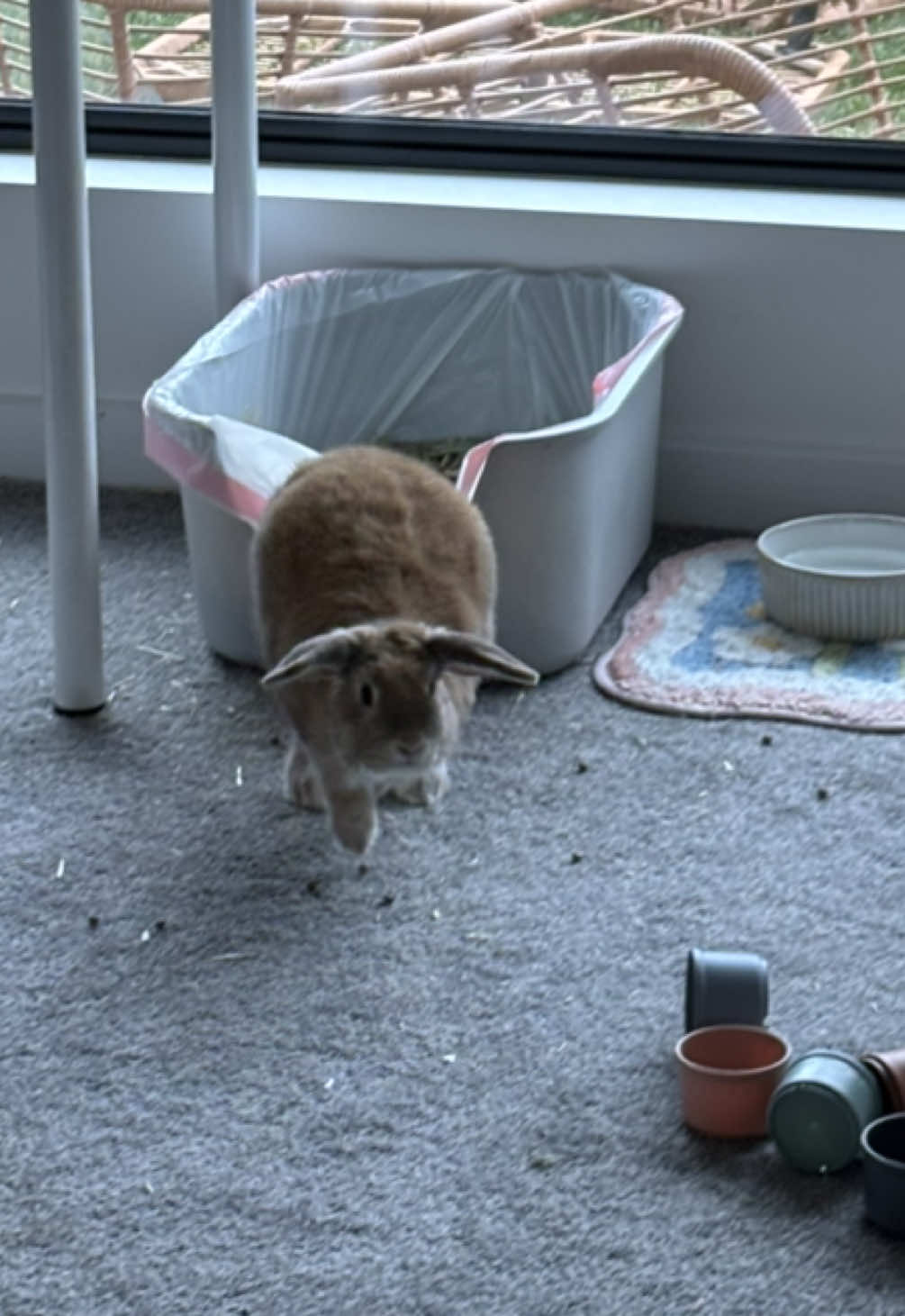 i just want bro to love me back #bunny #rabbit #PetsOfTikTok #minilop #bunnyrabbit 