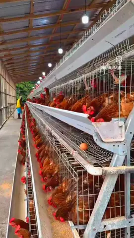 #modern farming #poultry #poultryfarming #foryoupageofficiall #faming