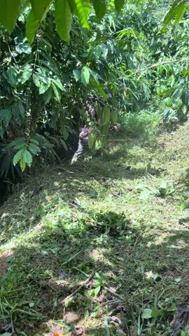 #anhnongdan 👩‍🌾☘️  Phát cỏ chuẩn bị vô mùa pé phe #caphe #xuhuongtiktokk 