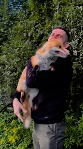 😘😘😘#funnyvideos #cute #animals #fox #cat 