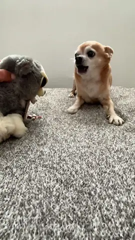 No one touches my snacks. NO ONE. #dog #chihuahua #fyp #funny #doggo 