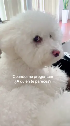 #doglover #doglovers #dog #perrhijos #perros 