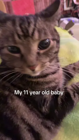 She’s so cute aahhh 😫😭 #cat #cats #catsoftiktok #kitty #pet #cute #cutecat #cutecatsoftiktok #meow #baby #americanshorthair 