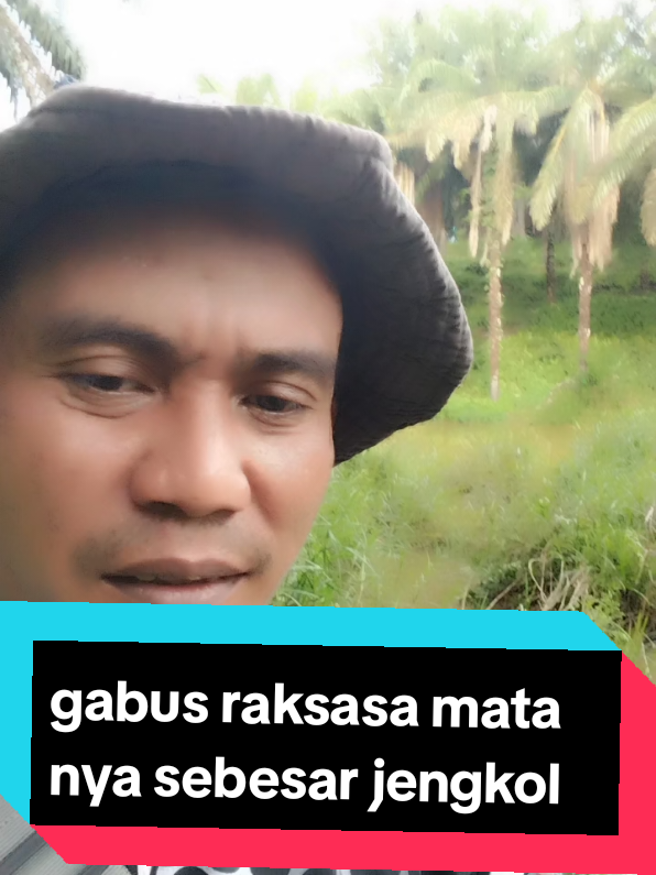 mata ikan gabus nya sebesar biji jengkol 