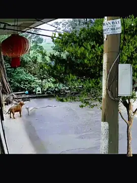 #Animals #animaldrama #fyp 