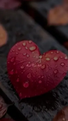 ஒரு சுதந்திர  கிளியாய் பறந்தேன்  என்னை ஜோசிய கிளியாய் சிறை எடுத்தாய்...💔🥺#Soul_Music🎶💕 #Own_editz 