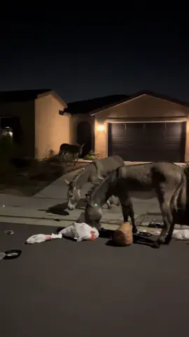 Umm, you don’t belong there sir 😭 Only in Riverside . #donkeysoftiktok #nothingbeatsajet2holiday #Riversidethings #5amthings #Riverside