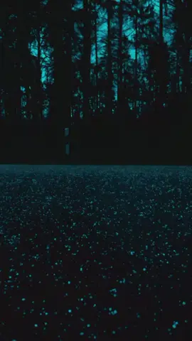 Muhammad Ali Mirza 🥀💛 #creatorsearchinsights  #fypviraltiktok🖤シ゚☆  #fypviralシ  #fyp  #islamic_video 