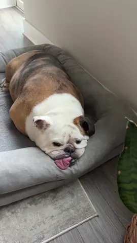 Mr. Potato #englishbulldog #bulldogs #bulldogpuppy #chicagotiktok 