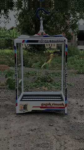 “ DJALU “ 😎👍🏻☕️🍃#kenarimaniaindonesia #fyppppppppppppppppppppppp 