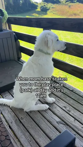 Mr Pouty Pants. Don’t worry he gets to go every evening. 🤪✨ Mav loves the dog park 🤍 #greatpyrenees #puppy #fyp 
