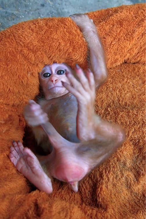 Funny monkey #monkey #rescue #animals #fyp #monkeybaby #monkeysoftiktok #pet #stuck #monkeydluffy #monkeyface #cute #cutemonkey #poor #monkeys 