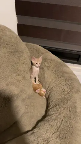 #gatitos #gatonaranja #videosdegatos 