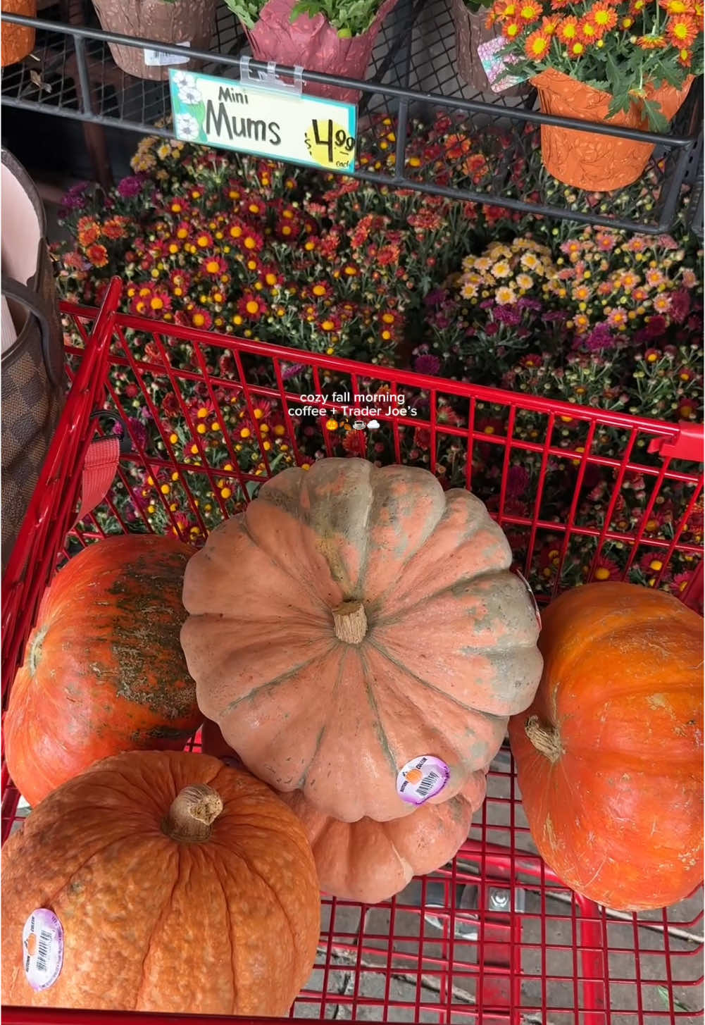 Cozy morning coffee & a fall trader joes run☕️ #morningvlog #morningroutine #morningaesthetic #ditlvlog #aestheticmorning #iamanautumn #fallaesthetic #fallgirl #cozyfallvibes #cozyfall #autumnaesthetic #autumnvibes #falliscoming #pumpkinseason #gilmoregirls #gilmoregirlsaesthetic #cozyseason #octobermood #cozyautumn #cozyaesthetic #fall2025 #fallmood