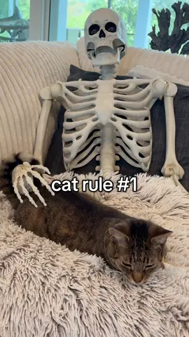 I finally followed a rule!! 😅 and it was totally worth it 😊🥰  #cat #catrules #funny #fyp 