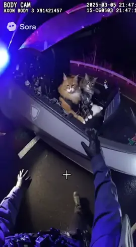 amazing what sora 2 cand do #sora2 #sora #cats #funnycat 